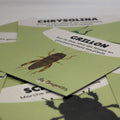 Cartes d’apprentissage actives thème insectes (grillon, chrysolina, scarabé) pour pauses actives et stimulation du langage dès 2 ans.
