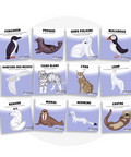 Collection de cartes d'apprentissage bilingues thème animaux polaires avec des mouvements pour bouger debout (ours polaire, loup, lynx, morse, phoque)
