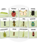 Collection de cartes d'apprentissage thème insectes bilingues (chenille, coccinelle, papillon, scarabée)