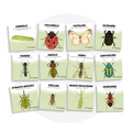 Collection de cartes d'apprentissage thème insectes bilingues (chenille, coccinelle, papillon, scarabée)