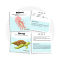 Cartes d’apprentissage actives thématiques animaux marins (méduse, tortue) pour des pauses d'automassage incluant un jeu de devinettes.