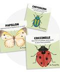 Cartes d’apprentissage bilingues insectes (chrysolina, papillon, coccinelle) dès 2 ans pour pauses actives.