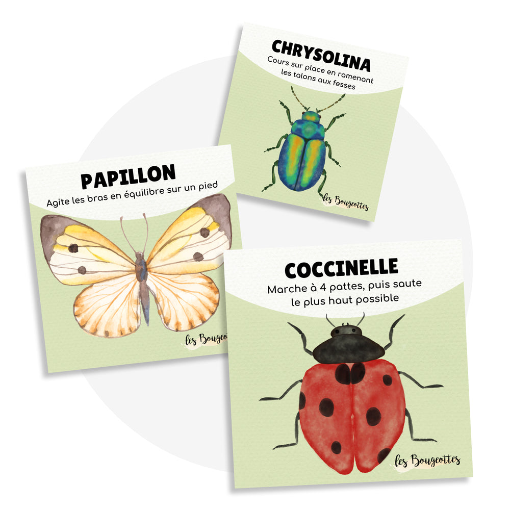 Cartes d’apprentissage - Insectes