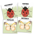 Cartes d'apprentissage bilingues thème insectes pour faire bouger les jeunes (coccinelle-ladybug, papillon-butterfly)
