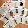 Cartes illustrées sur les insectes avec des mouvements associés pour développer la motricité globale. 